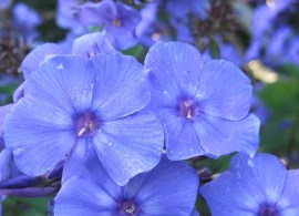 phlox paniculata blue paradise